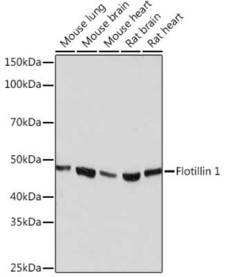 Western Blot: Flotillin-1 Antibody (8I2S7) [NBP3-16152]