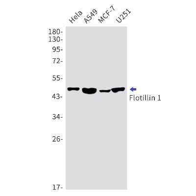 Western Blot: Flotillin-1 Antibody (S08-0G5) [NBP3-14932]