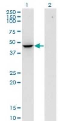 Western Blot: Flotillin 2 Antibody (3G6) [H00002319-M03]