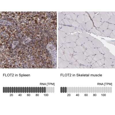 Immunohistochemistry-Paraffin: Flotillin 2 Antibody [NBP1-84910]