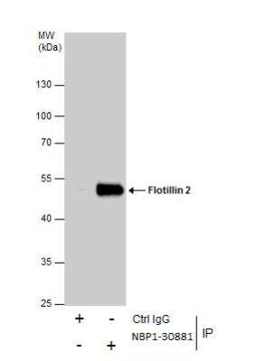 Immunoprecipitation: Flotillin 2 Antibody [NBP1-30881]