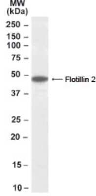 Western Blot: Flotillin 2 Antibody [NB300-922]