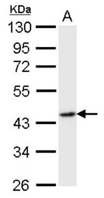 Western Blot: Flotillin 2 Antibody [NBP1-30881]