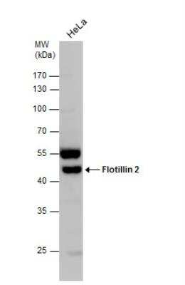 Western Blot: Flotillin 2 Antibody [NBP1-30881]