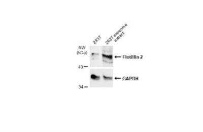 Western Blot: Flotillin 2 Antibody [NBP1-30881]