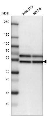 Western Blot: Flotillin 2 Antibody [NBP1-84910]