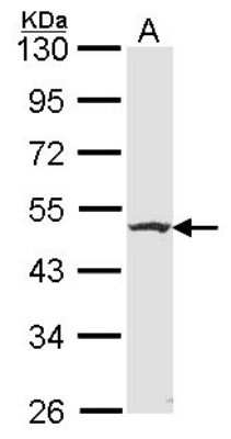 Western Blot: Flotillin 2 Antibody [NBP2-16507]