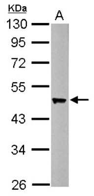 Western Blot: Flotillin 2 Antibody [NBP2-16507]