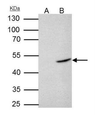 Western Blot: Flotillin 2 Antibody [NBP2-16507]