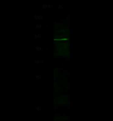 Western Blot: Flotillin 2 Antibody [NBP2-98723]