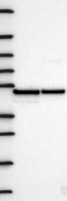 Western Blot: Flotillin 2 Antibody [NBP3-17714]