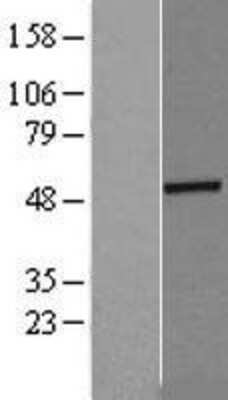 Western Blot: Flotillin 2 Overexpression Lysate [NBL1-10770]
