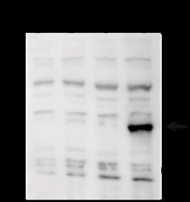 Western Blot: Flp recombinase Antibody [NBP3-11867]