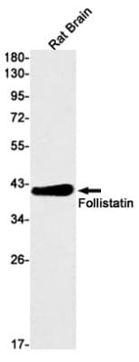 Western Blot: Follistatin Antibody (S08-8F4) [NBP3-19636]