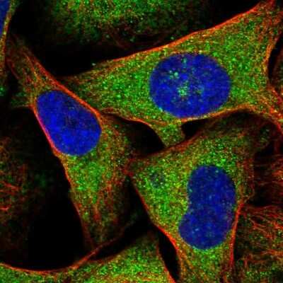 Immunocytochemistry/ Immunofluorescence: Follistatin-like 1/FSTL1 Antibody [NBP1-83425]