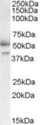 Western Blot: Follistatin-like 1/FSTL1 Antibody [NB100-1095]