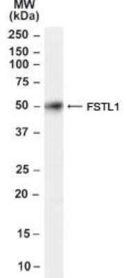 Western Blot: Follistatin-like 1/FSTL1 Antibody [NB100-1095]