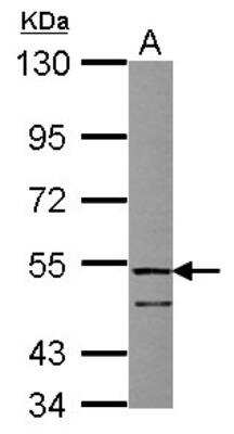 Western Blot: Follistatin-like 1/FSTL1 Antibody [NBP2-16540]