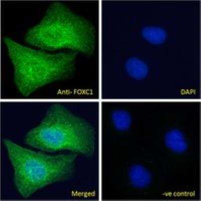 Immunocytochemistry/ Immunofluorescence: FoxC1 Antibody [NB100-1268]
