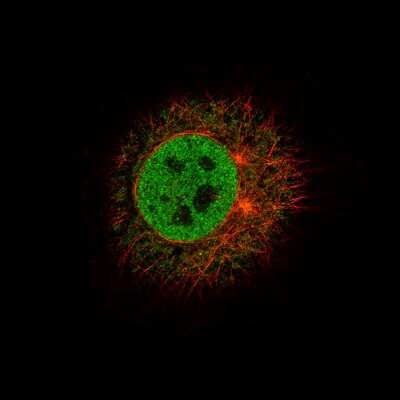 Immunocytochemistry/ Immunofluorescence: FoxJ1/HFH4 Antibody (CL3989) [NBP2-59032]