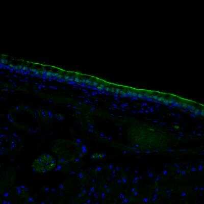 Immunohistochemistry-Frozen: FoxJ1/HFH4 Antibody [NBP1-87928]