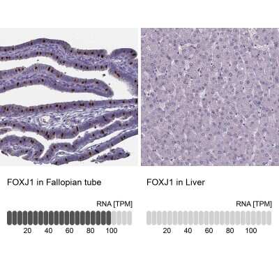 Immunohistochemistry-Paraffin: FoxJ1/HFH4 Antibody [NBP1-87928]
