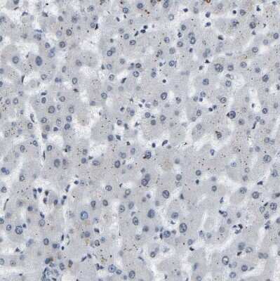 Immunohistochemistry-Paraffin: FoxK1 Antibody [NBP1-83109]