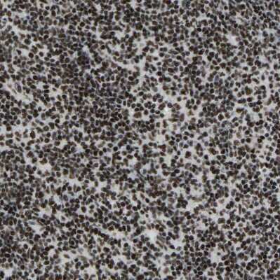 Immunohistochemistry-Paraffin: FoxK1 Antibody [NBP1-83109]