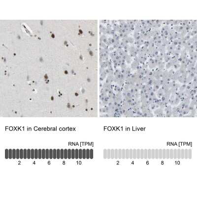 Immunohistochemistry-Paraffin: FoxK1 Antibody [NBP1-83109]