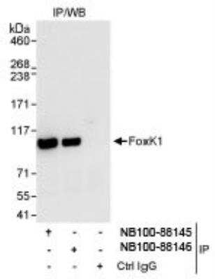 Western Blot: FoxK1 Antibody [NB100-88145]