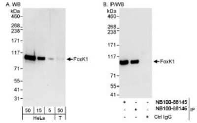 Western Blot: FoxK1 Antibody [NB100-88146]