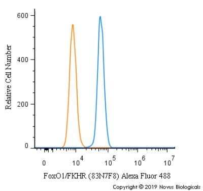 Flow Cytometry: FoxO1/FKHR Antibody (83N7F8) - Azide and BSA Free [NBP2-80741]