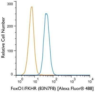 Flow Cytometry: FoxO1/FKHR Antibody (83N7F8) - Azide and BSA Free [NBP2-80741]