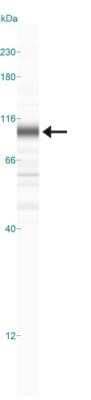 Simple Western: FoxO1/FKHR Antibody (83N7F8)Azide and BSA Free [NBP2-80741]