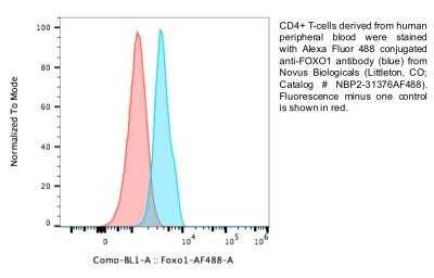Flow Cytometry: FoxO1/FKHR Antibody (83N7F8) - BSA Free [NBP2-31376]