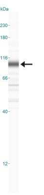 Simple Western: FoxO1/FKHR Antibody (83N7F8)BSA Free [NBP2-31376]