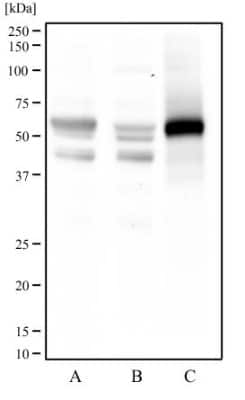 Western Blot: FoxO1/FKHR Antibody (83N7F8)BSA Free [NBP2-31376]