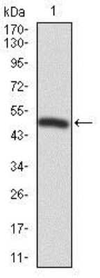 Western Blot: FoxP1 Antibody (6E4)BSA Free [NBP2-37450]