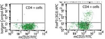 Flow Cytometry: FoxP3 Antibody (3G3) - Azide Free [NBP2-33297]