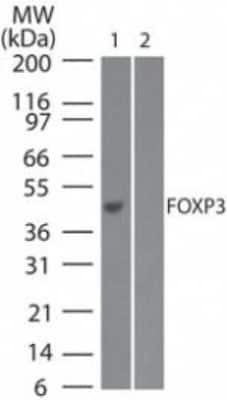 Western Blot: FoxP3 Antibody (3G3)BSA Free [NB100-56582]