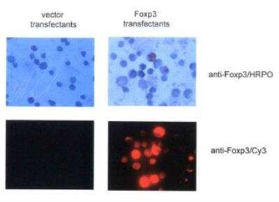 Immunocytochemistry/ Immunofluorescence: FoxP3 Antibody - BSA Free [NB100-39002]