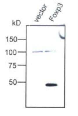 Western Blot: FoxP3 AntibodyBSA Free [NB100-39002]