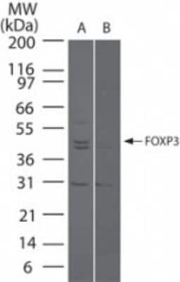 Western Blot: FoxP3 Antibody [NBP2-24397]