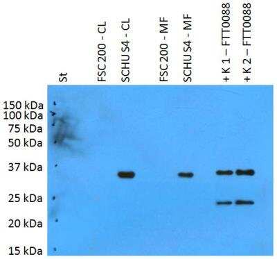 Western Blot: Francisella tularensis ssp. tularensis antigen PilT Antibody [NBP2-62178]
