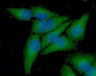 Immunocytochemistry/ Immunofluorescence: Frataxin Antibody (10E11) - BSA Free [NBP2-59478]