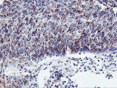 Immunohistochemistry-Paraffin: Frataxin Antibody (OTI1C12) [NBP2-01743]