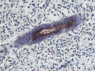 Immunohistochemistry-Paraffin: Frataxin Antibody (OTI1C12) [NBP2-01743]