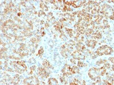 Immunohistochemistry-Paraffin: Frataxin Antibody (FXN/2124) - Azide and BSA Free [NBP2-79936]