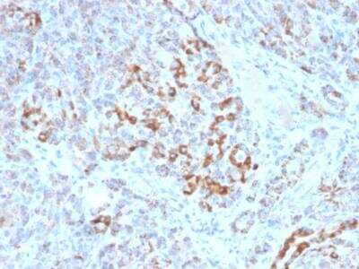 Immunohistochemistry-Paraffin: Frataxin Antibody (FXN/2124) - Azide and BSA Free [NBP2-79936]