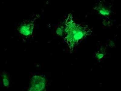 Immunocytochemistry/ Immunofluorescence: Frataxin Antibody (OTI1C12) - Azide and BSA Free [NBP2-70766]